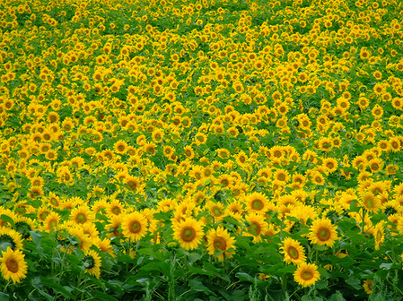 Field of Dreamy Sunflowers