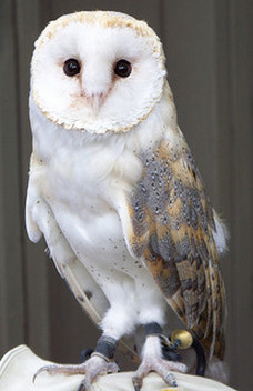 Barn Owl: Symbol of Wisdom?
